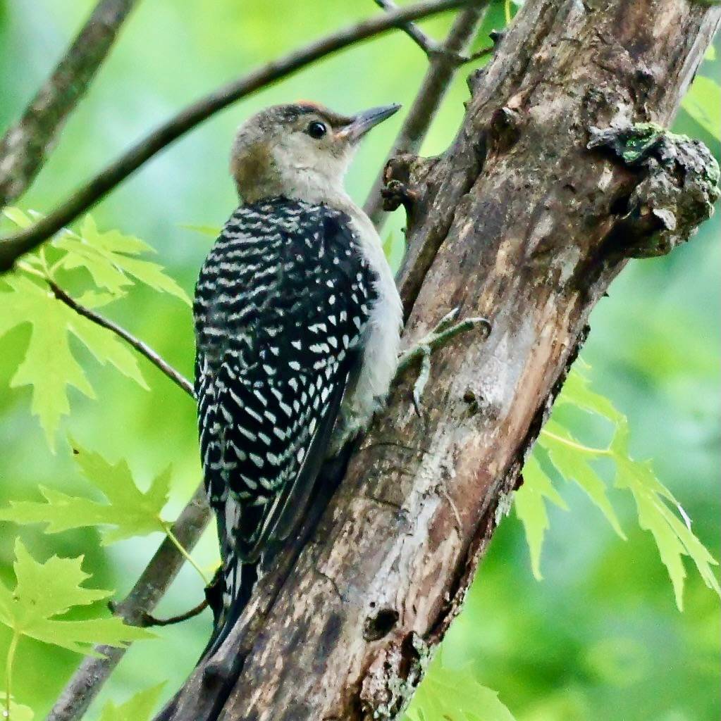 Juvenile Red Bellied Woodpecker by Mike's Birds is licensed under CC BY-SA 2.0